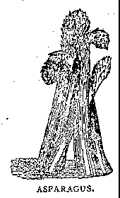 Illustration: ASPARAGUS.