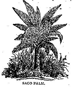 Illustration: SAGO PALM.