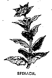 Illustration: SPINACH.