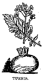 Illustration: TURNIP.