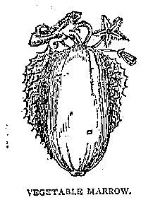 Illustration: VEGETABLE MARROW.