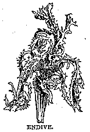 Illustration: ENDIVE