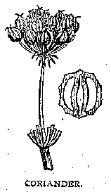Illustration: CORIANDER.