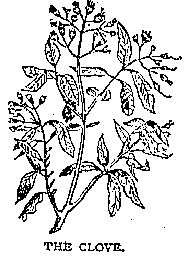 Illustration: THE CLOVE