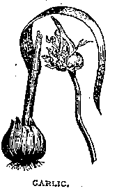 Illustration: GARLIC.