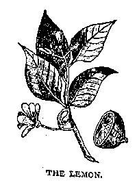 Illustration: THE LEMON.