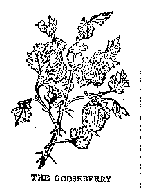 Illustration: THE GOOSEBERRY.