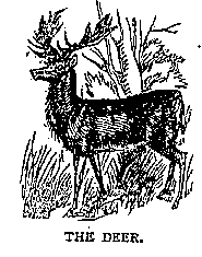 Illustration: THE DEER.