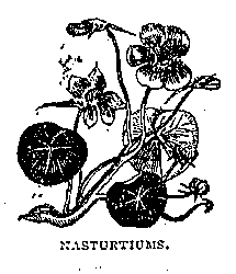 Illustration: NASTURTIUMS.