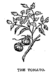 Illustration: THE TOMATO.