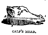 Illustration: CALF'S HEAD.