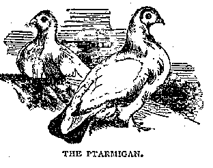 Illustration: THE PTARMIGAN.