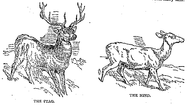Illustration: THE STAG. THE HIND.
