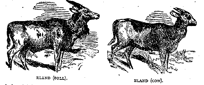 Illustration: ELAND (BULL). ELAND (COW).