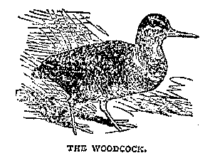 Illustration: THE WOODCOCK.
