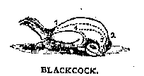 Illustration: BLACKCOCK.