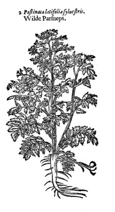 wild parsnip - Gerard's Herbal